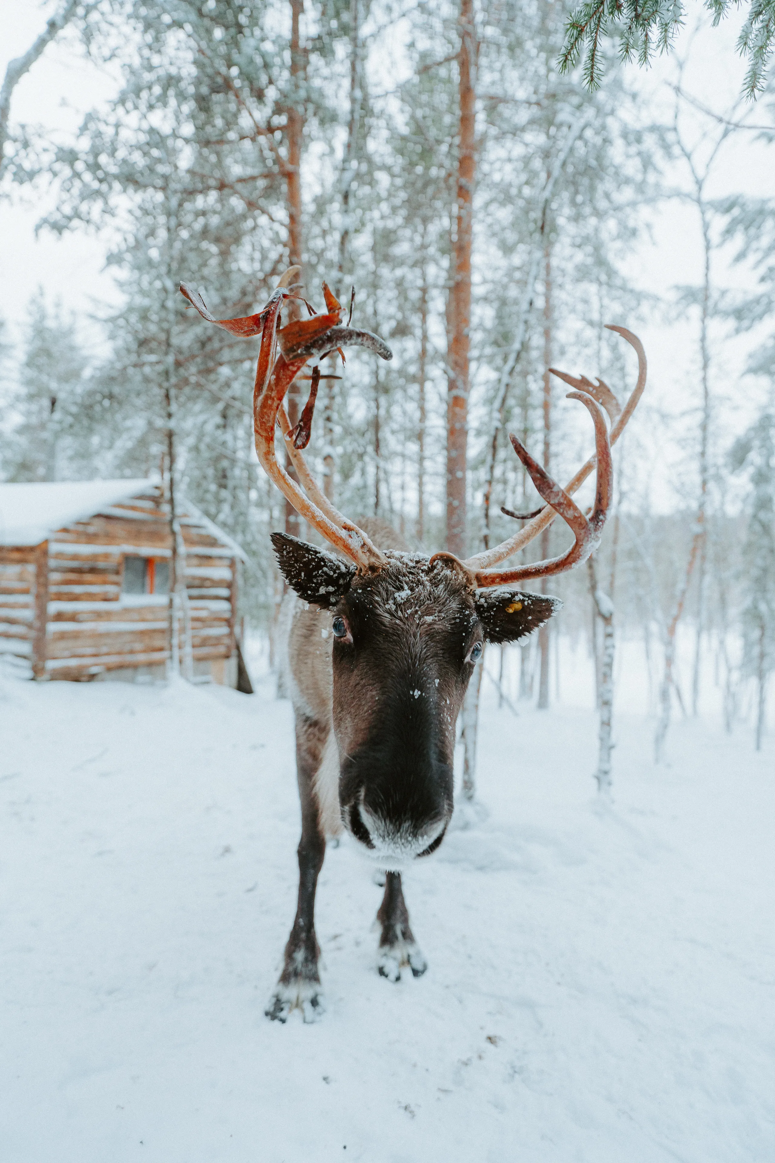 Фотосессия с северными оленями