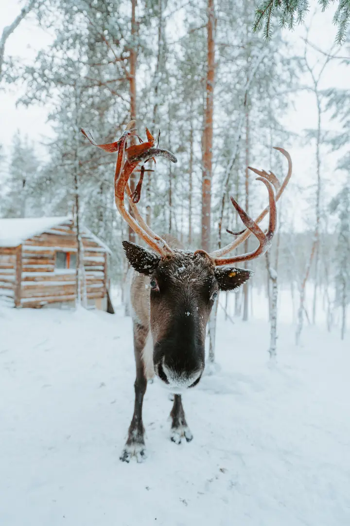 Фотосессия с северными оленями
