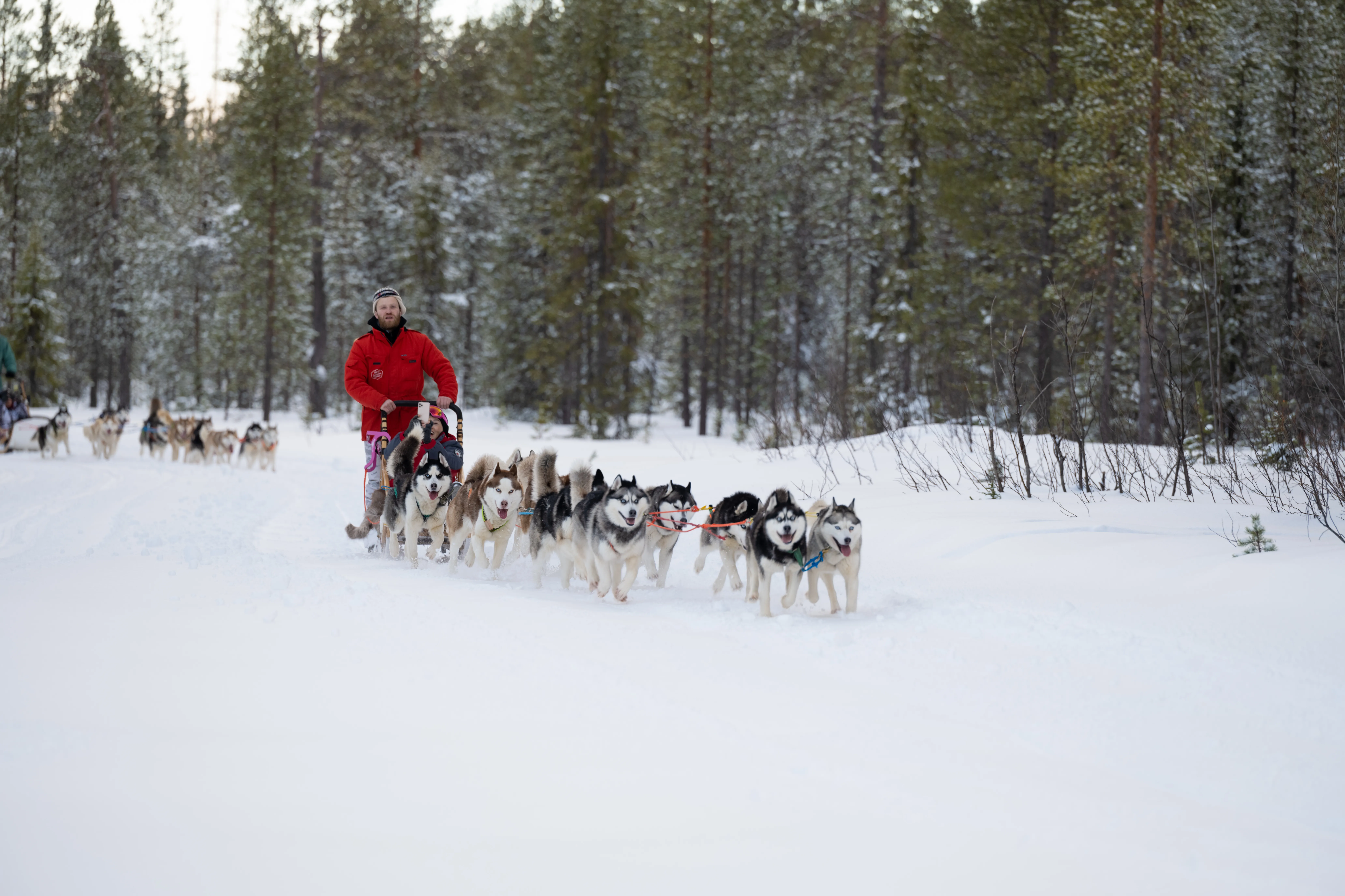 Катание на собачьей упряжке «Малый круг»