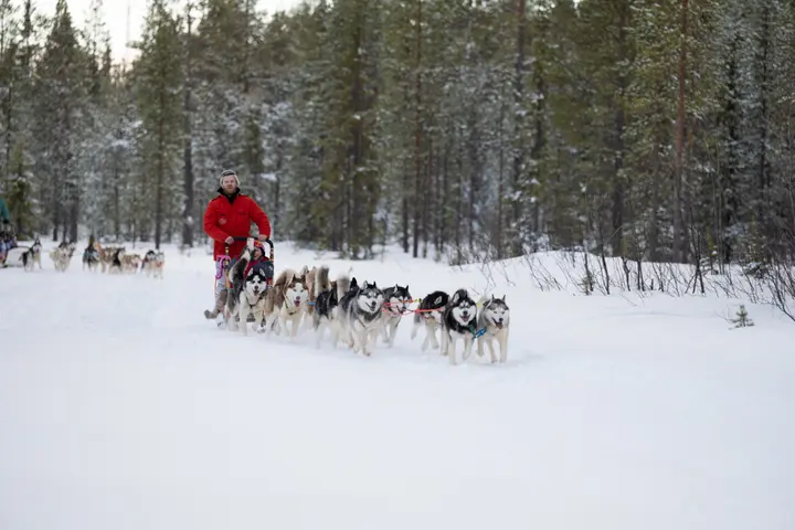 “Short Loop” husky sled ride