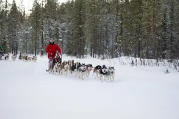 “Short Loop” husky sled ride