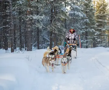 “Short Loop” husky sled ride