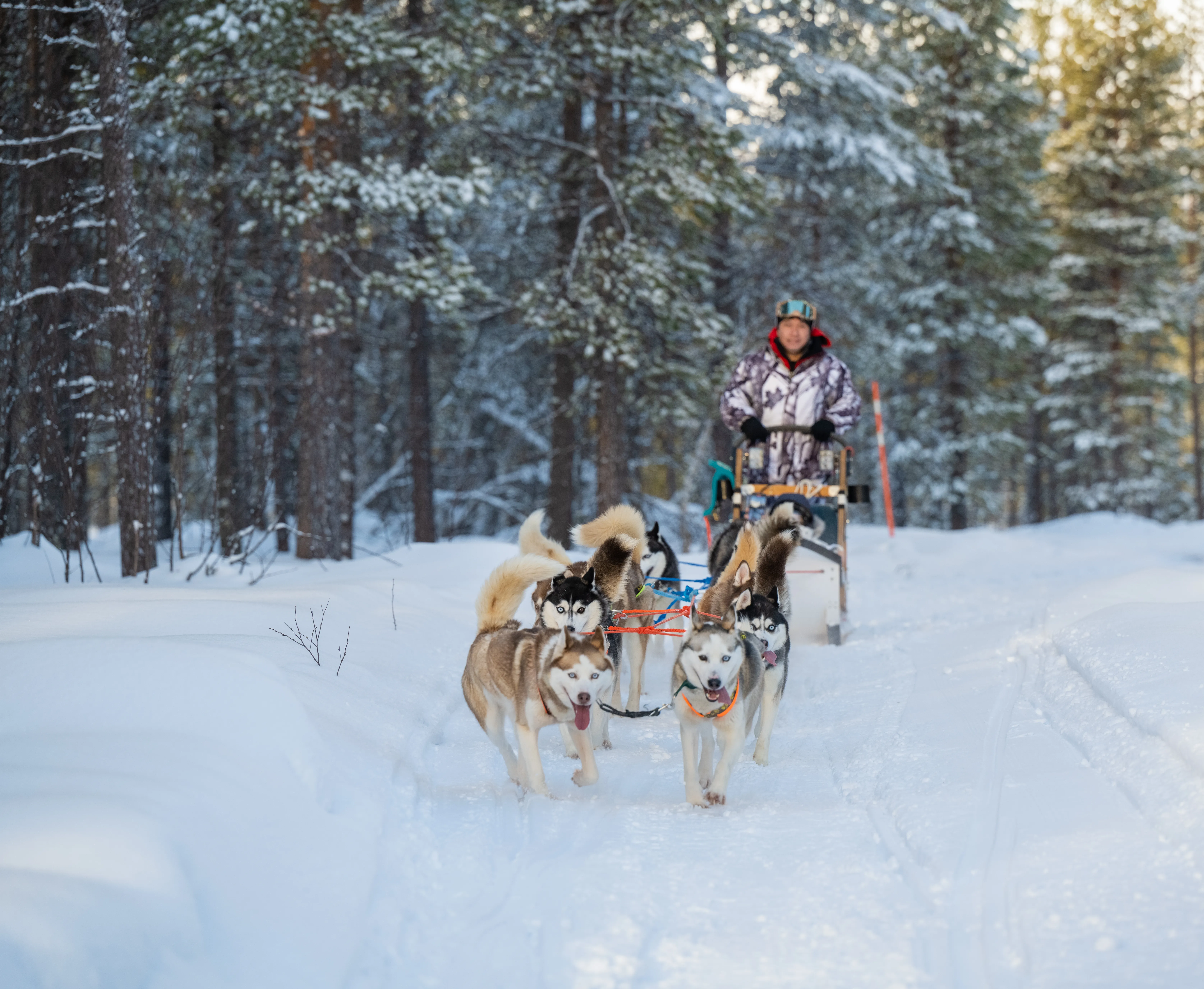 “Short Loop” husky sled ride
