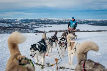 “Short Loop” husky sled ride