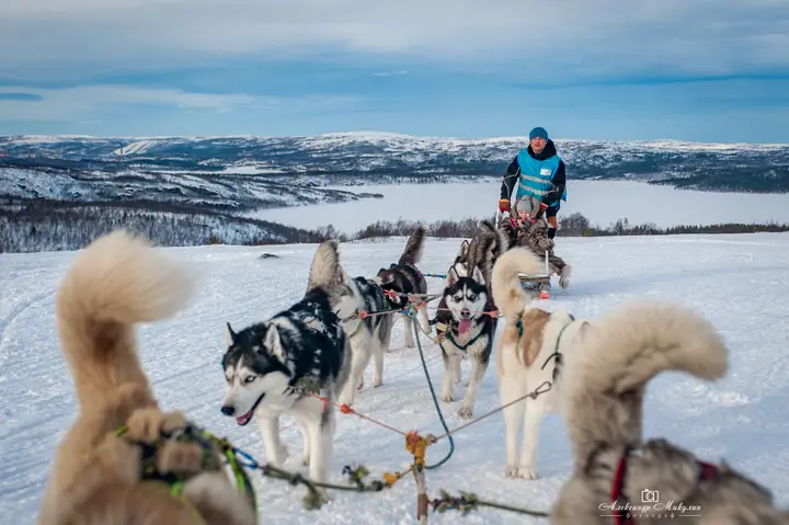 “Short Loop” husky sled ride