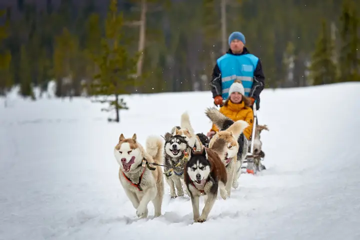 “Short Loop” husky sled ride